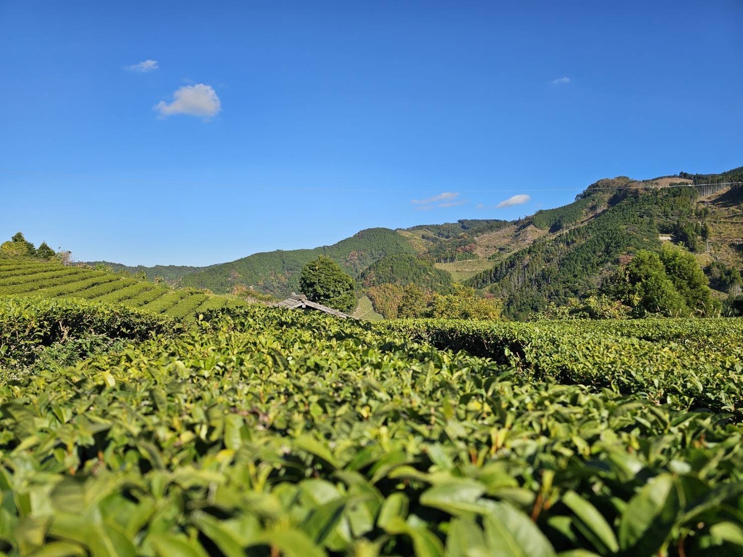 Tea garden, Yame